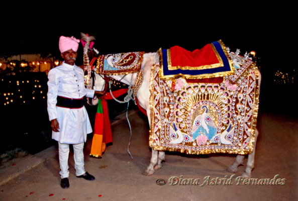 India-horse-for-a-prince-bridegroom-Rajasthan
